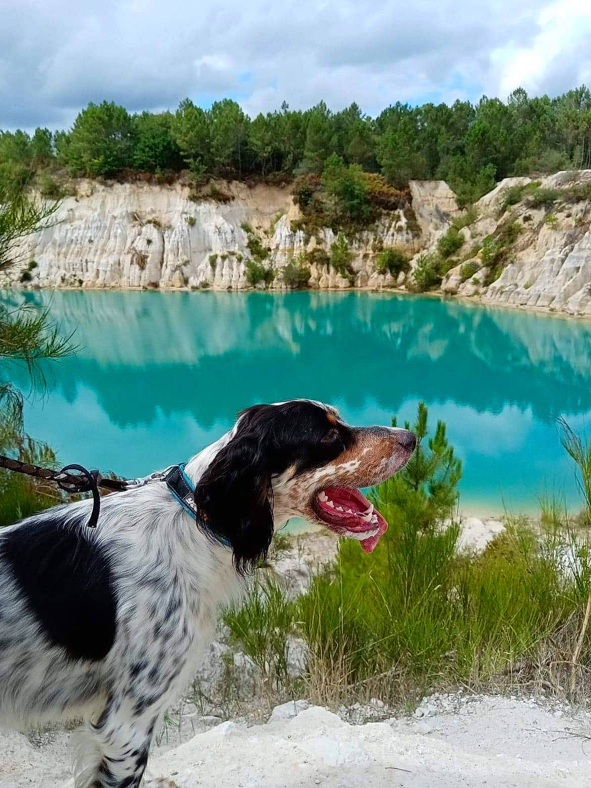 Pato a rejoint le concours — aidez-le/la à gagner de superbes lots ! bank, body_of_water, canidae, carnivore, collar, dog, dog_breed, dog_collar, fluvial_landforms_of_streams, gun_dog, hunting_dog, lake, natural_landscape, reflection, reservoir, snout, sporting_group, tarn, tongue, water_resources