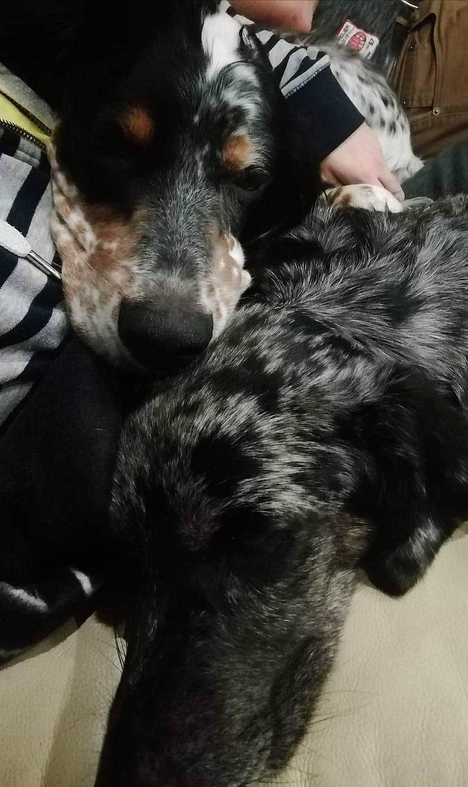 Pato participe au concours pour gagner de l'argent avec cette photo : canidae, carnivore, comfort, companion_dog, dog, dog_breed, fur, huntaway, snout, sporting_group, vertebrate, whiskers, working_animal, working_dog