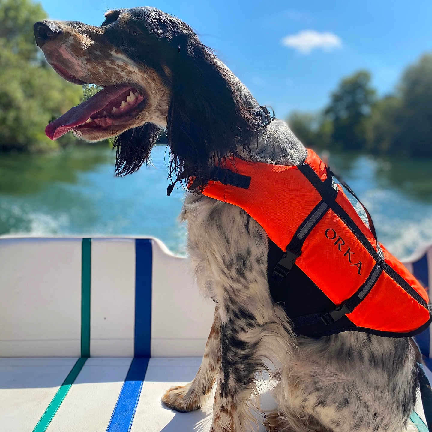 Pato a rejoint le concours — aidez-le/la à gagner de superbes lots ! animal, boat, canine, clothing, dog, face, head, lake, lifejacket, nature, outdoors, person, pet, photography, portrait, puppy, transportation, vehicle, vest, water