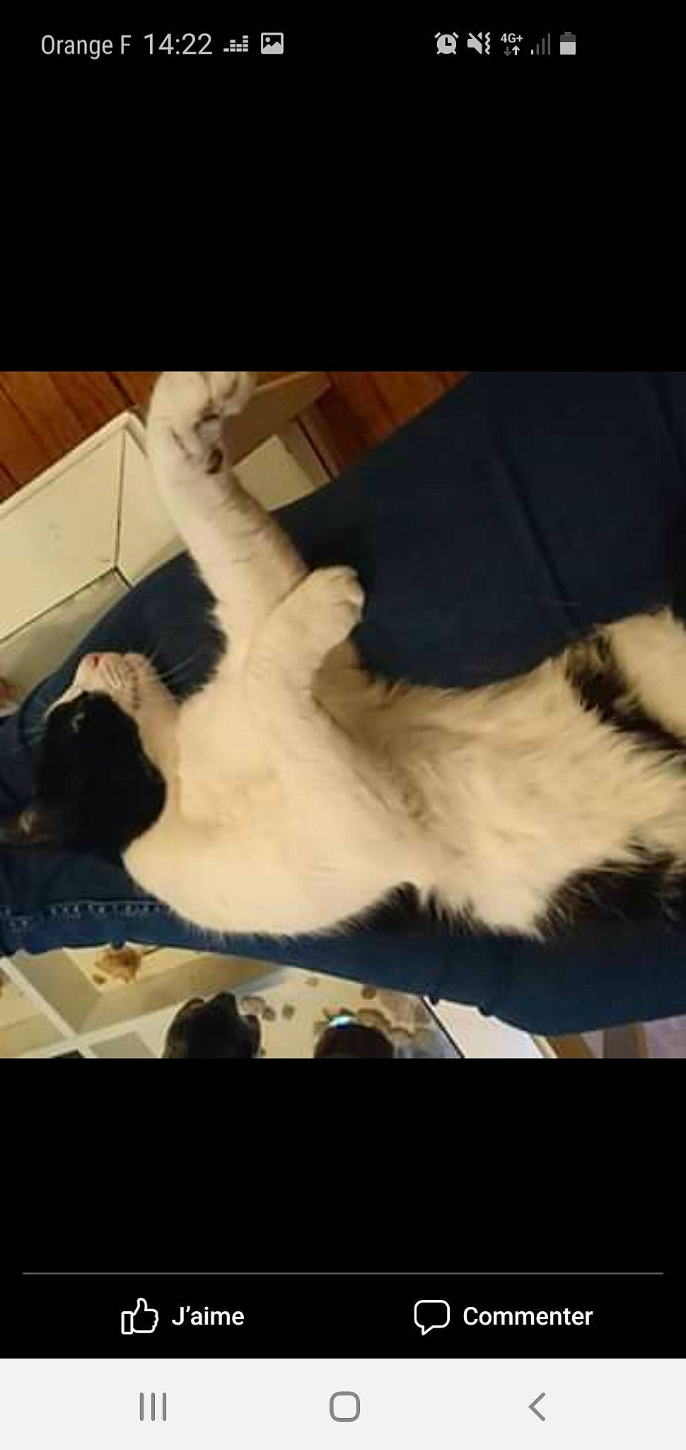 Slow a rejoint le concours — aidez-le/la à gagner de superbes lots ! border_collie, canidae, carnivore, cat, dog, dog_breed, ear, fur, landseer, puppy, sporting_group, tail