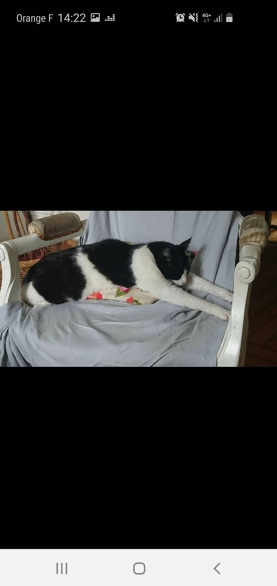 Slow a rejoint le concours — aidez-le/la à gagner de superbes lots ! carnivore, cat, comfort, felidae, fur, furniture, kitten, leg, nap, photo_caption, photography, small_to_medium_sized_cats, square, tail, whiskers