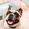 dog, french_bulldog, tongue_out, happy, pet, smiling, close_up, portrait, birthday, text_overlay, celebration, ears_up, collar, animal, cute, looking_up, blurred_background, outdoor, mammal, friendly