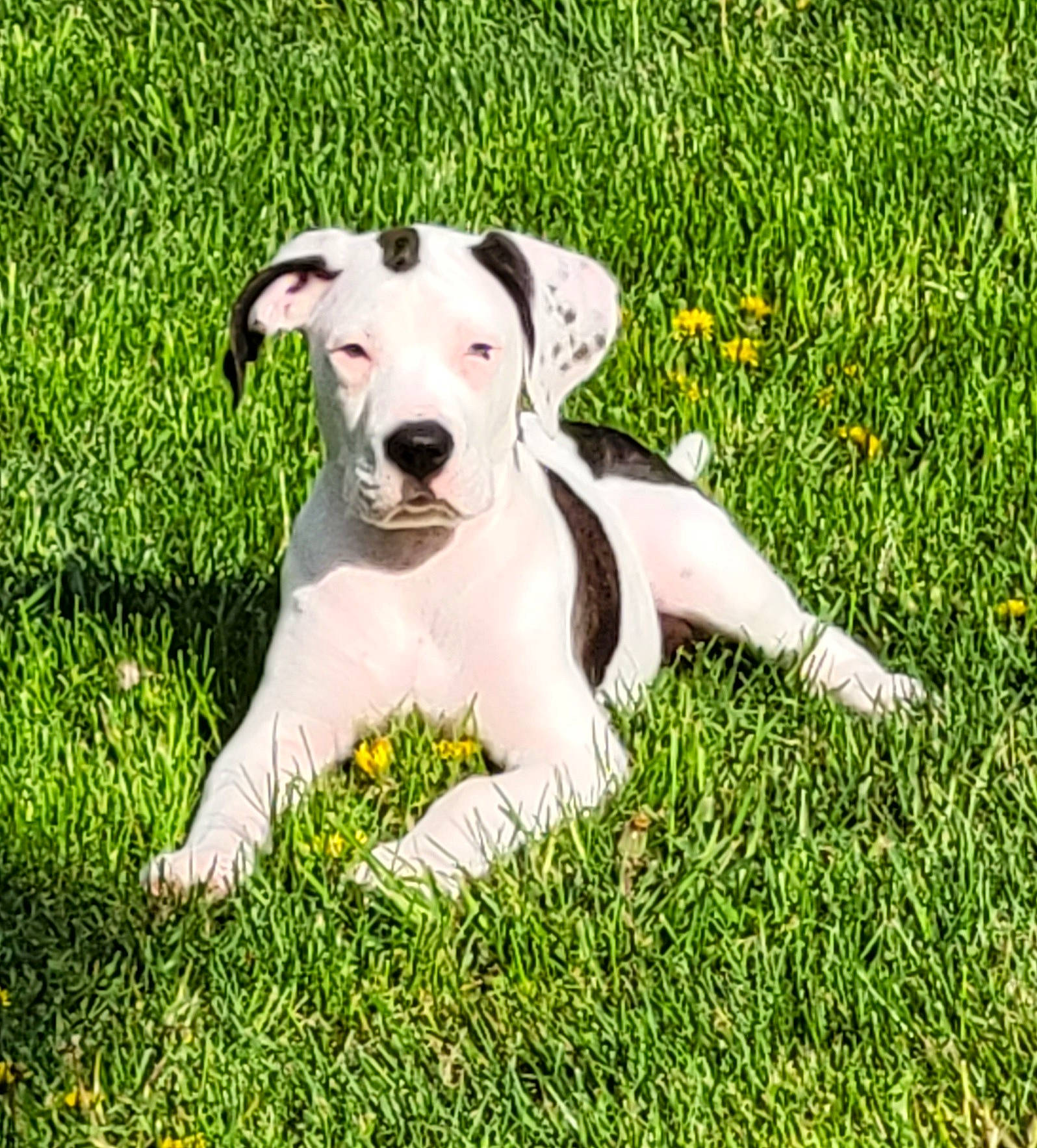 Ghost joined the competition — help win amazing prizes! canidae, carnivore, collar, companion_dog, dog, dog_breed, dog_collar, fawn, grass, grassland, groundcover, happy, meadow, pasture, people_in_nature, pet_supply, plant, prairie, tail, working_animal