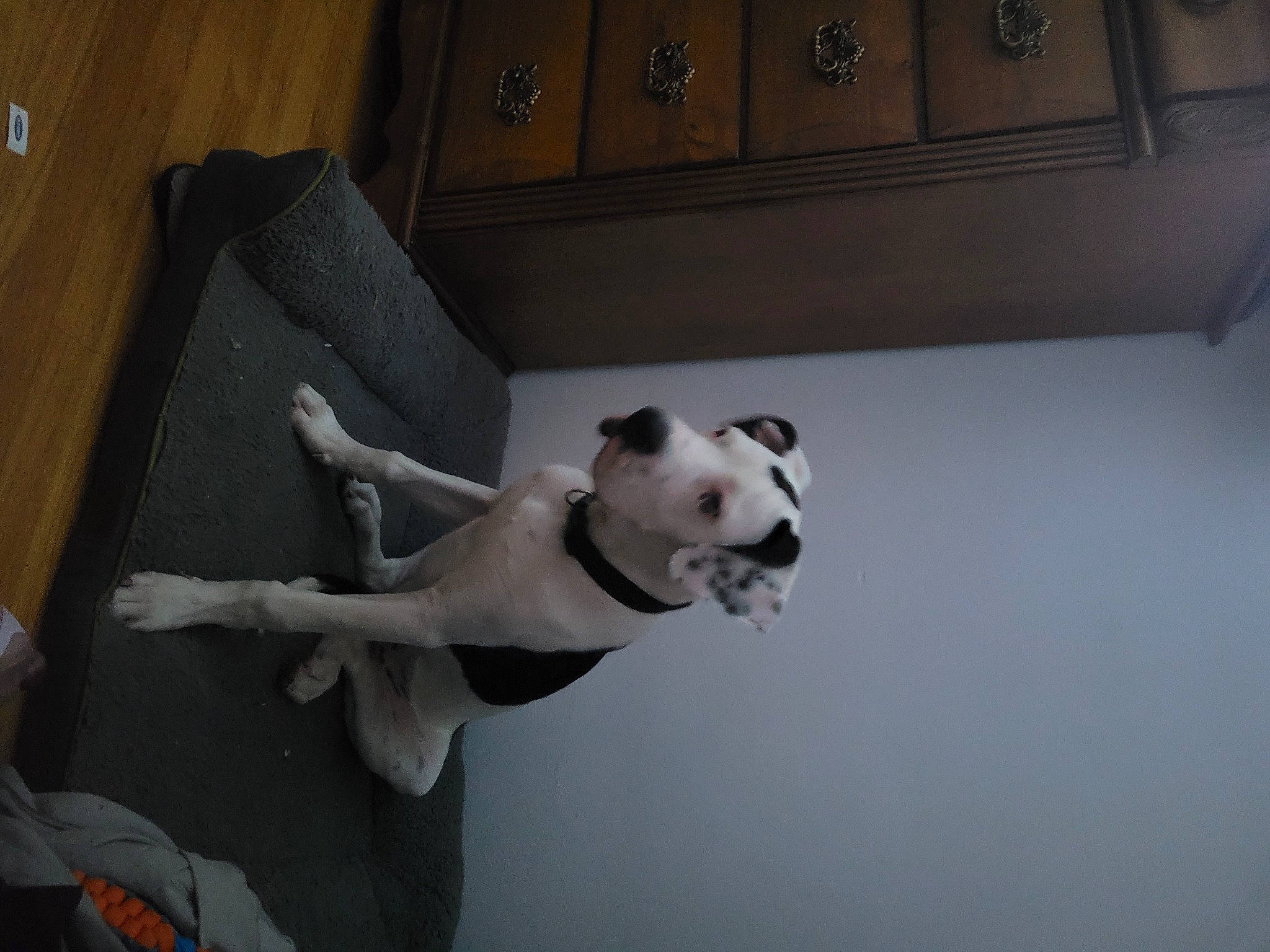 Ghost is registered to the contest to win money with this photo: art, box, canidae, carnivore, ceiling, comfort, companion_dog, dog, dog_breed, fawn, flooring, hardwood, plaster, room, shipping_box, snout, sporting_group, tail, visual_arts, wood