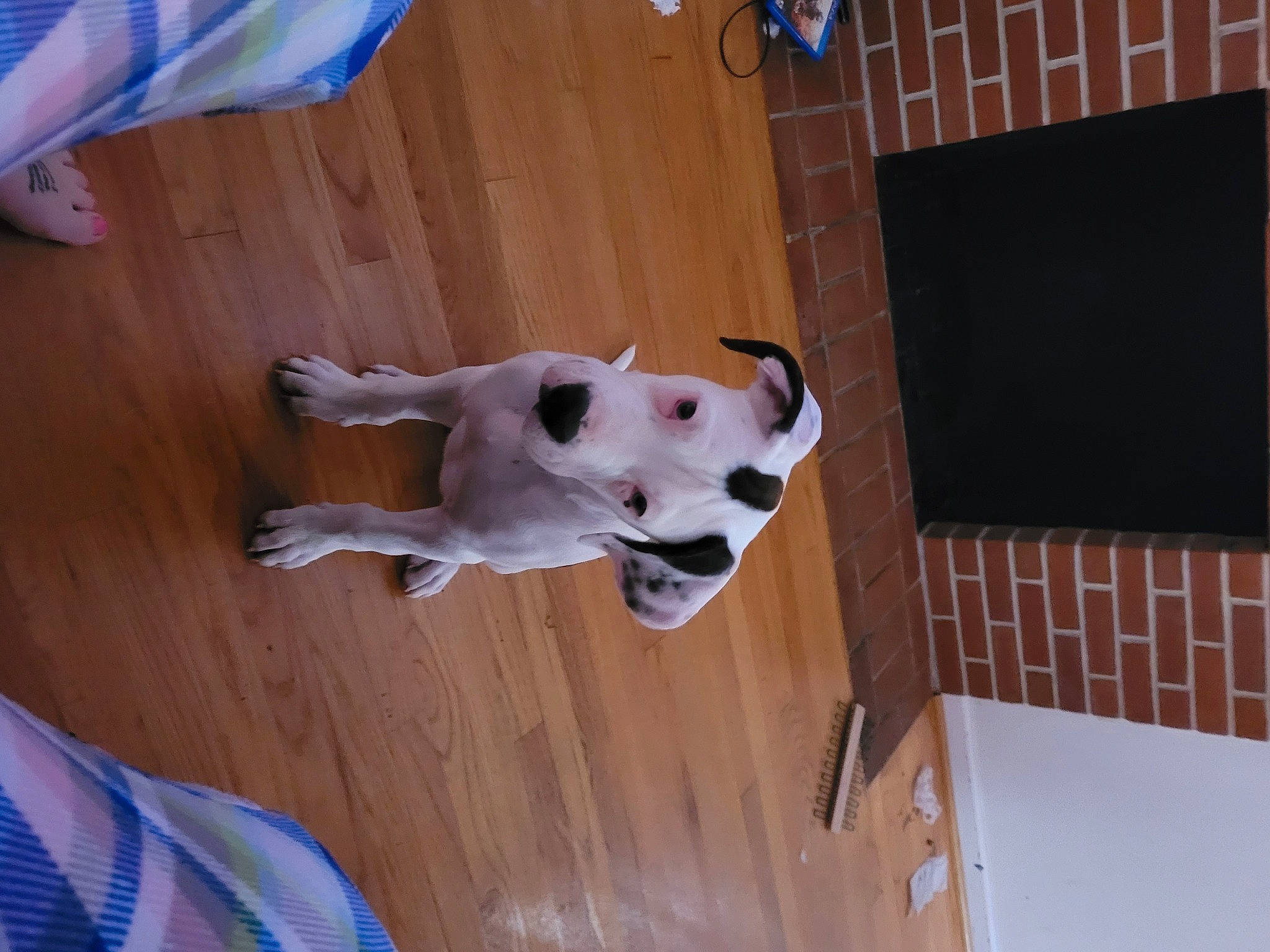 Ghost joined the competition — help win amazing prizes! blue, canidae, carnivore, collar, companion_dog, dog, dog_breed, fawn, floor, flooring, hardwood, plywood, room, snout, sporting_group, tail, wood, wood_flooring, wood_stain, working_animal