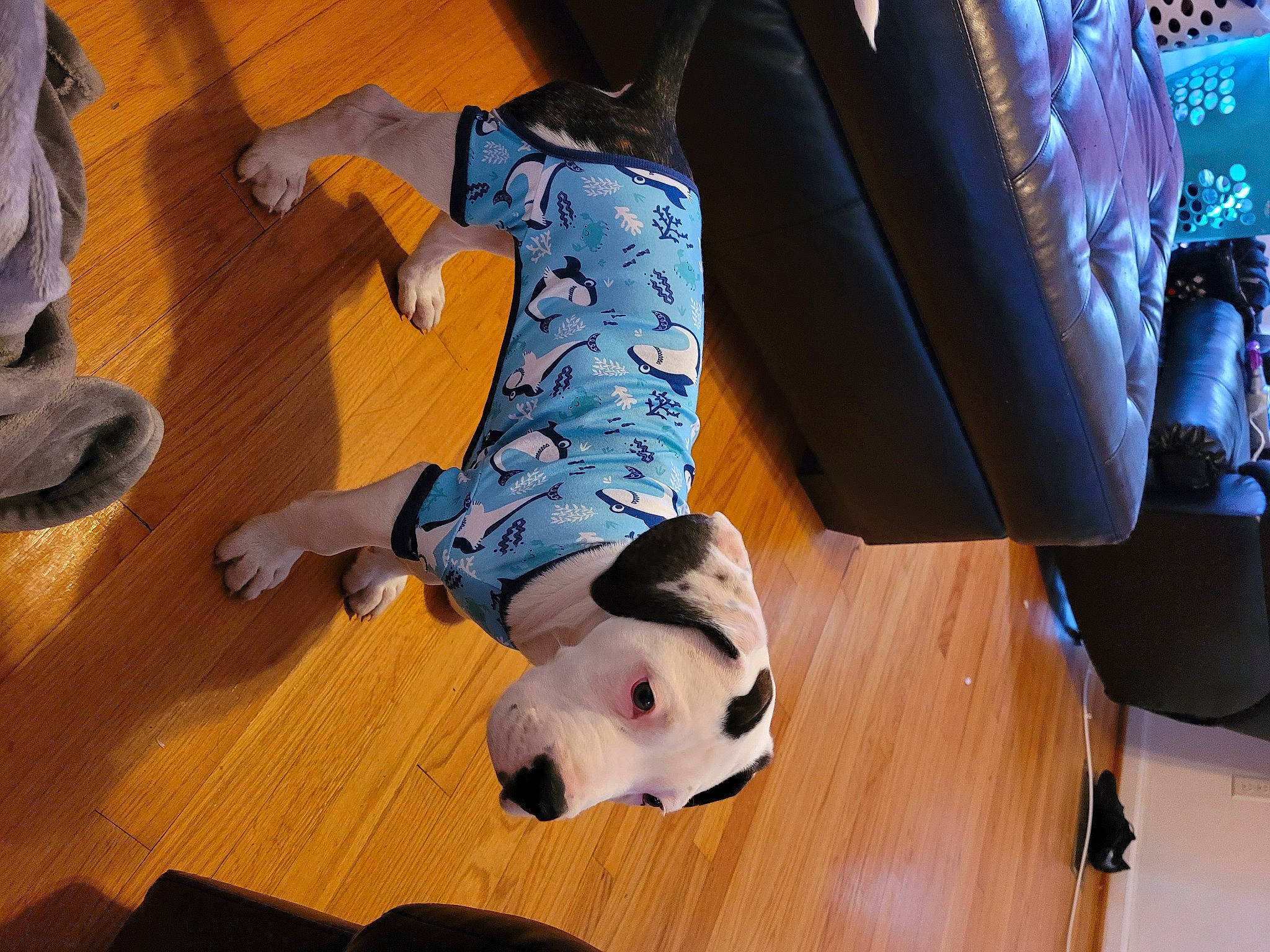 Ghost joined the competition — help win amazing prizes! ball, carnivore, comfort, companion_dog, dog, dog_breed, dog_supply, fawn, floor, flooring, foot, fun, hardwood, human_leg, knee, laminate_flooring, leisure, wood, wood_flooring, working_animal