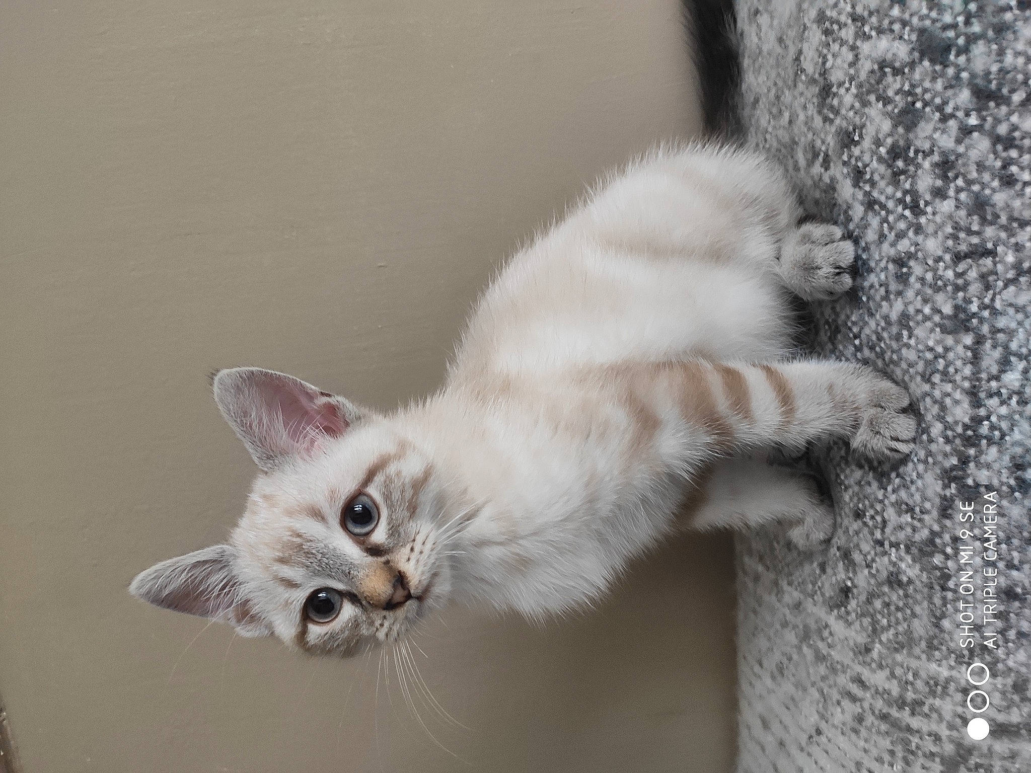 Roméo a rejoint le concours — aidez-le/la à gagner de superbes lots ! balinese, carnivore, cat, claw, domestic_short_haired_cat, fawn, felidae, fur, grey, paw, small_to_medium_sized_cats, snout, tail, thai, whiskers, window