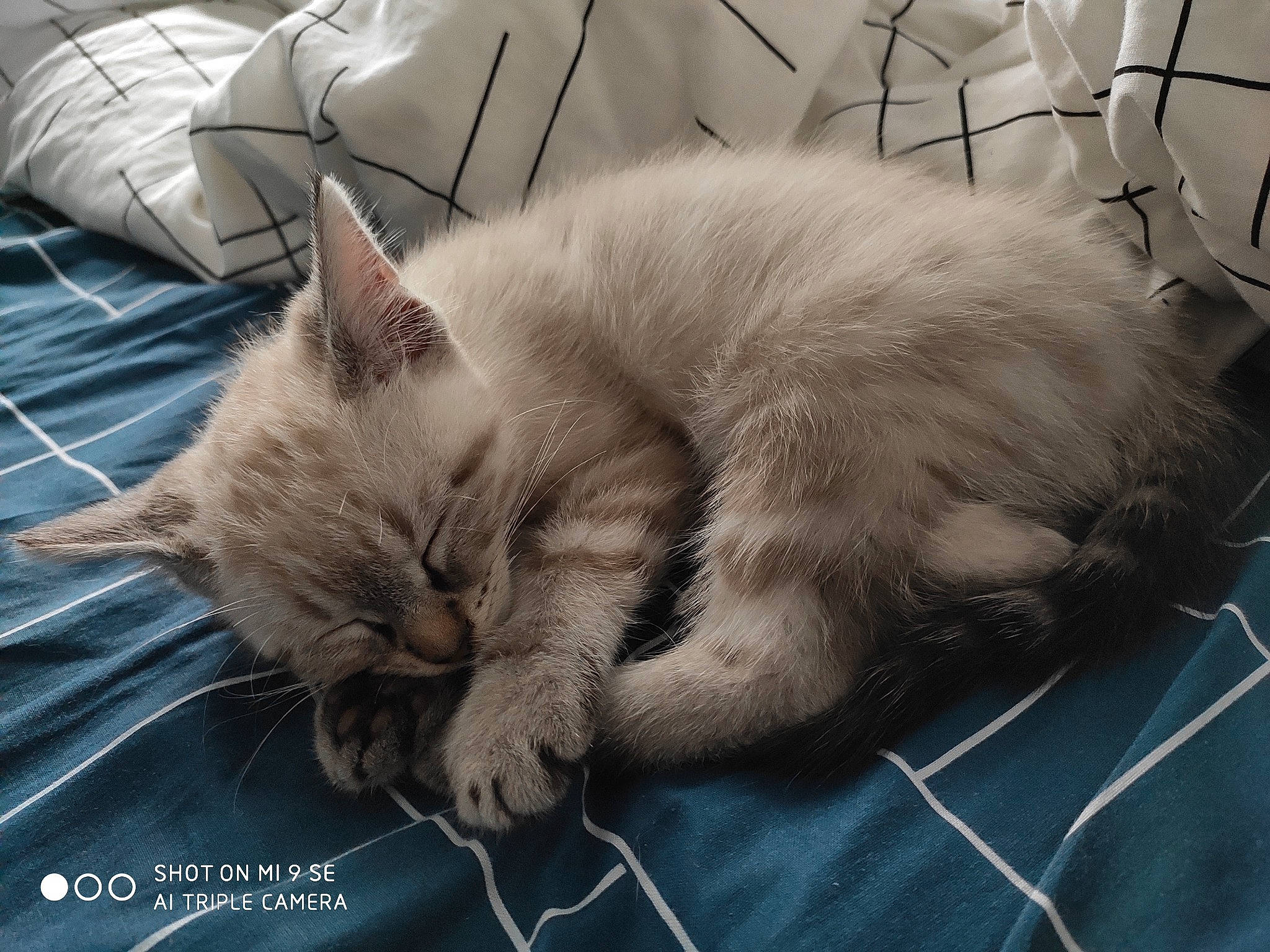 Roméo participe au concours pour gagner de l'argent avec cette photo : carnivore, cat, claw, comfort, domestic_short_haired_cat, eye, fawn, felidae, fur, grey, mammal, nap, paw, sleep, small_to_medium_sized_cats, snout, tail, vertebrate, whiskers