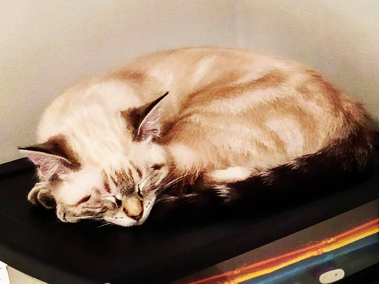 Roméo a rejoint le concours — aidez-le/la à gagner de superbes lots ! carnivore, cat, comfort, fawn, felidae, fur, nap, small_to_medium_sized_cats, tail, tints_and_shades, whiskers