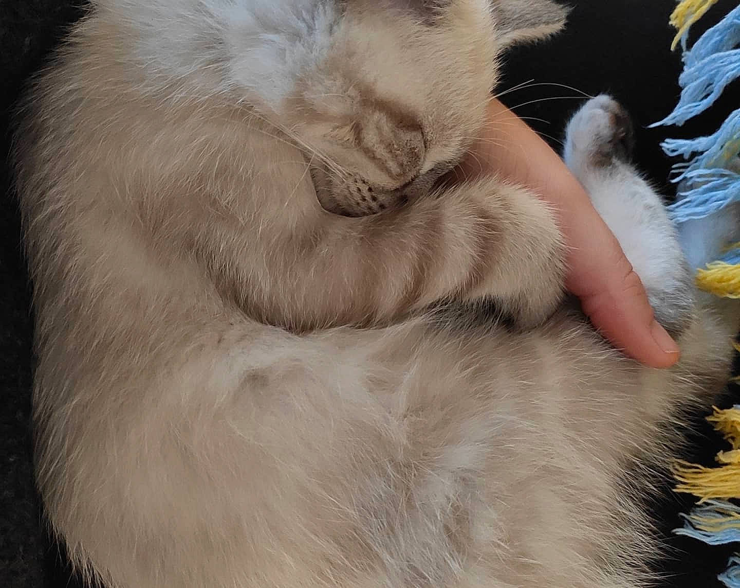 Roméo a rejoint le concours — aidez-le/la à gagner de superbes lots ! carnivore, claw, comfort, companion_dog, dog_breed, eye, fang, fawn, feather, felidae, foot, fur, gesture, human_leg, nap, paw, small_to_medium_sized_cats, tail, terrestrial_animal, whiskers