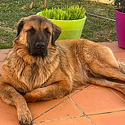 Gwadi participe au concours pour gagner de l'argent avec cette photo : animal, canine, cookware, dog, flagstone, germanshepherd, goldenretriever, grass, herbal, jar, path, pet, plant, planter, pottedplant, pottery, puppy, soil, vase, walkway