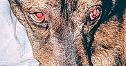Grizz is registered to the contest to win money with this photo: animal, blanket, brindle_coat, canine, carpet, close_up, dog, ears, fabric, fur, indoor, looking, lying_down, paw, pet, pillow, portrait, red_eye, resting, snout