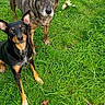 Grizz joined the competition — help win amazing prizes! alert, animal, black_tan_dog, brindle_dog, canine, companion, curious, daylight, ears_up, fur, grass, greenery, looking_up, mammal, nature, outdoor, pets, playful, snout, two_dogs