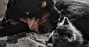 Carlos Santana joined the competition — help win amazing prizes! animal, black_dog, bond, closeup, comfort, companion, cozy, curious, cute, dog, friendship, furry, indoor, kitten, patchwork_quilt, peaceful, pet, resting, striped_kitten, young
