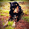 Carlos Santana joined the competition — help win amazing prizes! animal, canine, daylight, dog, ears, fur, grass, laying_down, looking_away, mammal, nature, outdoor, paw, pet, pine_needles, portrait, resting, rottweiler, snout, vibrant_colors