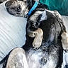 Carlos Santana is registered to the contest to win money with this photo: animal, bed, blue_collar, canine, close_up, collar, comfort, couch, dog, domestic_animal, fur, head, indoor, lying_down, paw, pet, relaxed, resting, side_view, sleeping