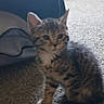 Mary Jane is registered to the contest to win money with this photo: kitten, cat, tabby, pet, indoor, carpet, floor, animal, cute, small, young, fur, whiskers, ears, tail, person, leg, home, curious, sitting