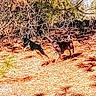 active, animal, branches, canine, daylight, dog, dogs, forest, ground, motion, nature, outdoor, pine_needles, playing, running, sunlight, trees, two_animals, wildlife, woodland