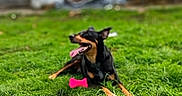 Princess Rosebud is registered to the contest to win money with this photo: dog, black, tan, grass, toy, pink, outdoor, backyard, pet, animal, canine, tongue_out, happy, playful, nature, tree, blurred_background, daytime, wall, ears_up