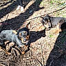 animal, black_dog, brown_dog, companion, daylight, dirt, dog, grass, leash, lying_down, nature, outdoor, person, pet, playful, shadow, standing, sunlight, twigs, walking
