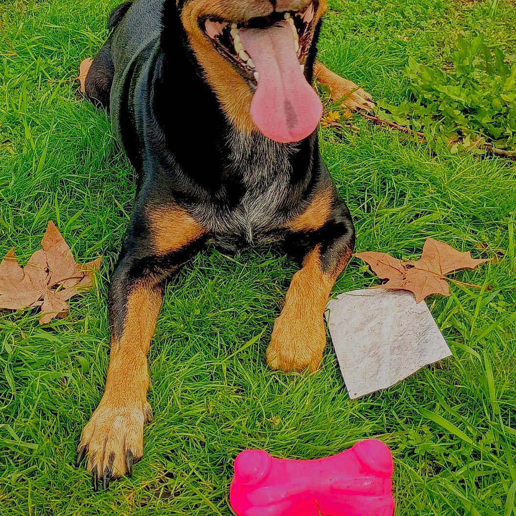 Princess Rosebud