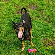 Princess Rosebud joined the competition — help win amazing prizes! dog, grass, greenery, playful, outdoor, pet, animal, tongue_out, happy, chew_toy, nature, leaf, field, canine, summer, daylight, energetic, black_dog, tan_markings, park