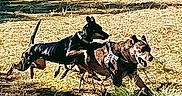 Princess Rosebud is registered to the contest to win money with this photo: active, animal, ball, canine, collar, daylight, dog, energetic, exercise, field, fun, grass, happy, leaping, muzzle, nature, outdoor, pet, playing, running