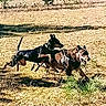 active, animal, ball, canine, collar, daylight, dog, energetic, exercise, field, fun, grass, happy, leaping, muzzle, nature, outdoor, pet, playing, running
