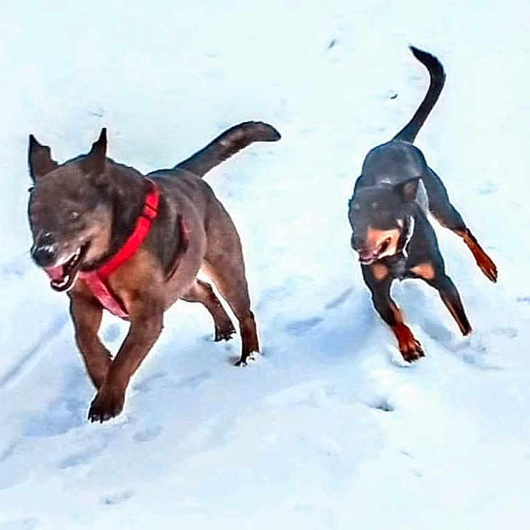 Princess Rosebud joined the competition — help win amazing prizes! dog, dogs, snow, playing, outdoors, running, happy, canine, pet, winter, active, animal, fur, tail, mouth_open, red_harness, nature, daylight, two_animals, fun