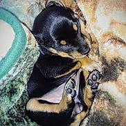 Princess Rosebud joined the competition — help win amazing prizes! adorable, animal, black_and_tan, blanket, closeup, cozy, cute, dog, fur, indoors, nap, paws, pet_bed, puppy, resting, sleeping, snuggled, soft, tiny, young