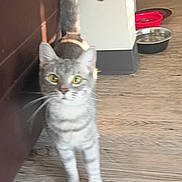 Lola is registered to the contest to win money with this photo: cat, gray_tabby, pet_bowls, wooden_floor, couch, indoor, curious, animal, feline, domestic_cat, flooring, yellow_eyes, whiskers, tail, household, background, blurred, standing, looking, fur