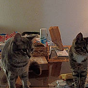Lola is registered to the contest to win money with this photo: animal, brown_cat, cat, clutter, couch, cozy, domestic_cat, dressing_table, furniture, glass_table, household_items, indoor, lamp, living_room, pet, striped_cat, tabby_cat, table, tabletop, two_cats