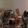 animal, brown_cat, cat, clutter, couch, cozy, domestic_cat, dressing_table, furniture, glass_table, household_items, indoor, lamp, living_room, pet, striped_cat, tabby_cat, table, tabletop, two_cats