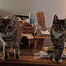 basket, bottle, cat, clutter, curious, domestic, floor, furniture, glass_table, household_item, indoor, lamp, paper_bag, pet, room, spray_bottle, tabby_cat, tabletop, two_animals, wooden_drawer
