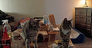 Lola is registered to the contest to win money with this photo: animal, cat, clutter, couch, curious, domestic, furniture, glass_table, household_items, indoor, lamp, living_room, paper_bag, pet, soft_lighting, spray_bottle, tabby_cat, table, two_cats, wooden_drawer