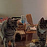 animal, cat, clutter, couch, curious, domestic, furniture, glass_table, household_items, indoor, lamp, living_room, paper_bag, pet, soft_lighting, spray_bottle, tabby_cat, table, two_cats, wooden_drawer