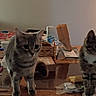 cat, clutter, curious, dim_lighting, domestic_animal, dresser, ears, eyes, furniture, glass_table, household_items, indoor, lamp, living_room, pet, reflection, sofa, tabby_cat, tabletop, wooden_furniture