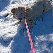 Snow joined the competition — help win amazing prizes! dog, snow, leash, outdoor, white_dog, pet, winter, yard, house, sunlight, shadow, grass, fence, residential, animal, cold, daytime, relaxed, fur, nature