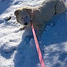 dog, snow, leash, outdoor, white_dog, pet, winter, yard, house, sunlight, shadow, grass, fence, residential, animal, cold, daytime, relaxed, fur, nature
