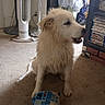 animal, carpet, cozy, dog, door, dvd, fan, floor, fluffy, furniture, home, indoor, looking_sideways, mouth_open, pet, room, shelf, stack, toy, wet