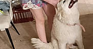 Snow joined the competition — help win amazing prizes! affection, animal, carpet, casual_clothing, clothing, colorful_hair, cute, dog, floor, friendship, furniture, happy, home, indoor, interaction, person, pet, pet_care, smiling_dog, white_dog