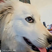 Snow is registered to the contest to win money with this photo: animal, blurred_background, canine, close_up, companion, cute, dog, domestic, face, friendly, fur, happy, household, indoor, muzzle, pet, portrait, smiling, tongue_out, white_dog