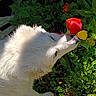 Snow is registered to the contest to win money with this photo: animal, closeup, curious, dog, fence, flora, flower, garden, greenery, leaf, nature, outdoor, pet, plant, sniffing, spring, sunlight, tulip, white_dog, wood