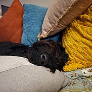 Nigel is registered to the contest to win money with this photo: dog, sleeping, black_dog, fluffy, pet, indoor, couch, pillows, blanket, quilt, cozy, nap, upside_down, resting, brown_fur, textile, home, cushions, portrait, cute