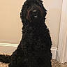 Nigel is registered to the contest to win money with this photo: dog, black_dog, fluffy, curly_fur, sitting, indoors, carpet, hallway, home, portrait, pet, companion_animal, long_hair, dark_fur, front_view, alert, cute, floor, wall, door