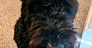 Nigel joined the competition — help win amazing prizes! dog, puppy, black_dog, fluffy, shaggy, curly_fur, long_hair, nose, pet, animal, indoor, carpet, beige_carpet, doorway, home, portrait, close_up, sitting, cute, companion