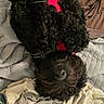 Nigel is registered to the contest to win money with this photo: dog, dogs, black_dog, fluffy, curly_coat, pet, canine, red_harness, harness, upside_down, lying_down, cuddling, playing, bed, quilt, blanket, bedroom, indoor, portrait, nose