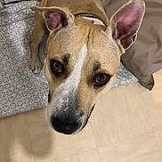 Maya a rejoint le concours — aidez-le/la à gagner de superbes lots ! dog, pet, brown_dog, white_markings, ears, floor, indoor, looking_up, close_up, canine, animal, curious, cute, companion, domestic, fur, collar, expression, head, whiskers