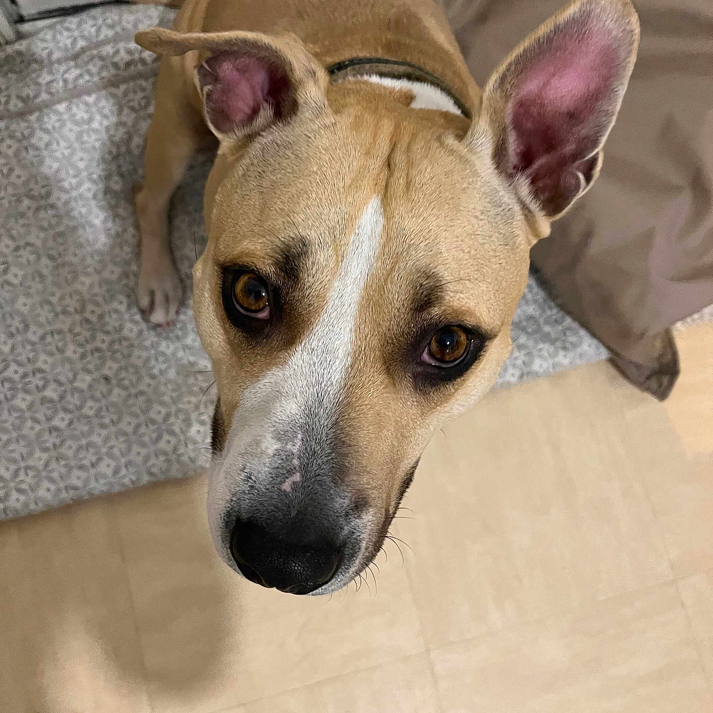 Maya a rejoint le concours — aidez-le/la à gagner de superbes lots ! animal, brown_dog, canine, close_up, collar, companion, curious, cute, dog, domestic, ears, expression, floor, fur, head, indoor, looking_up, pet, whiskers, white_markings