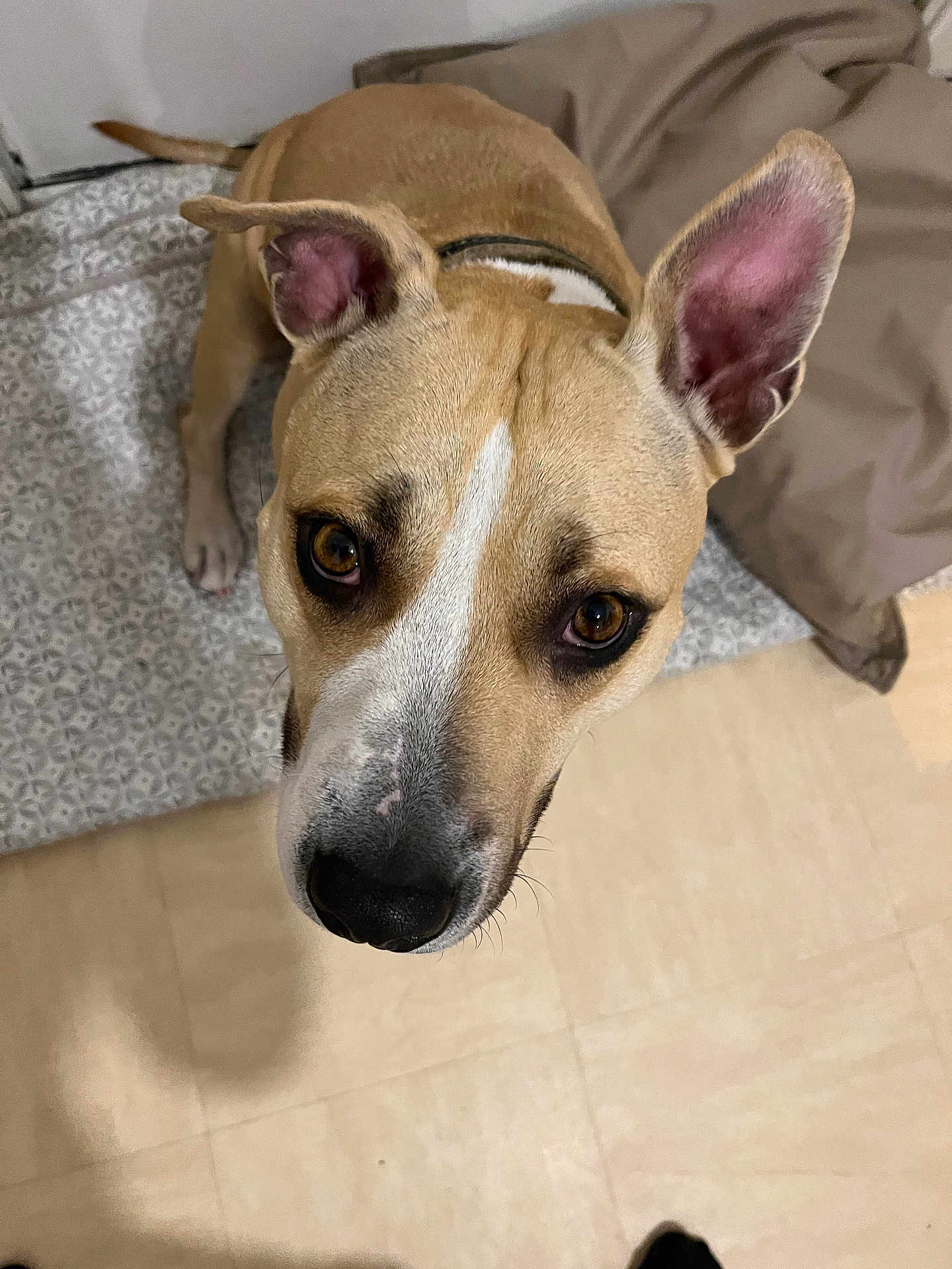 Maya a rejoint le concours — aidez-le/la à gagner de superbes lots ! dog, pet, brown_dog, white_markings, ears, floor, indoor, looking_up, close_up, canine, animal, curious, cute, companion, domestic, fur, collar, expression, head, whiskers